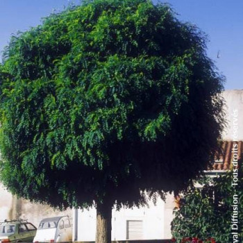 Robinia pseud. 'Umbraculifera' (= 'inermis') Demi-tige CT 18 litres 