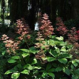 Rodgersia aesculifolia  CT 2 litres 