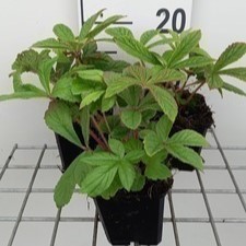 Rodgersia henrici  Pot 9 
