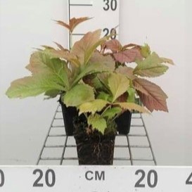 Rodgersia pod. 'Braunlaub'  Pot 9 