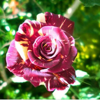 Rosa 'Abracadabra'®  Plant O fix 