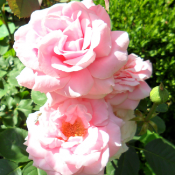 Rosa 'Andre le Notre'® (='meiceppus'®)
