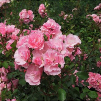 Rosa 'Bonica'®  Cont. 