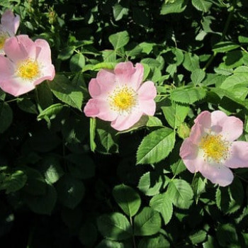 Rosa canina 0.40 à 0.60 m Cont. 