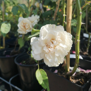 Rosa 'Alfred Carrière' (='mme_alfred carriere') Grimpante Cont. 