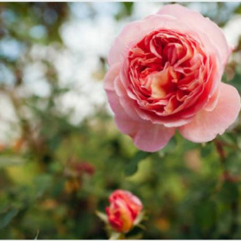 Rosa 'Abraham Darby'® (david austin®)