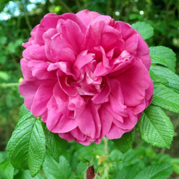 Rosa 'Hansa'  Cont. 