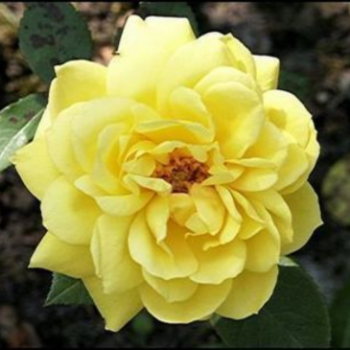 Rosa 'Melgold'  Cont. 