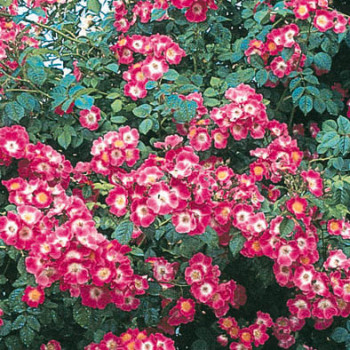 Rosa 'American Pillar' Grimpante Cont. 