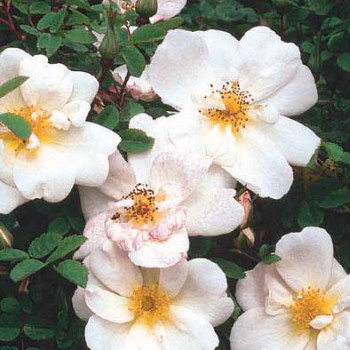 Rosa 'Nevada'  Cont. 