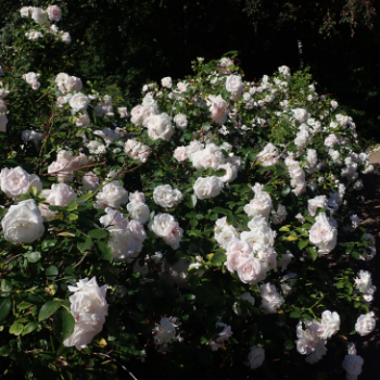 Rosa 'Aspirin Rose'® (='glacier mag./'taniripsa'®)  Cont. 