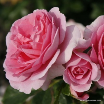 Rosa 'Rosenfee'  Cont. 
