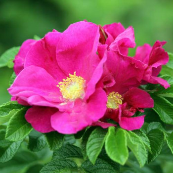 Rosa rugosa 0.60 à 0.90 m Racine nue - 3/5 T 