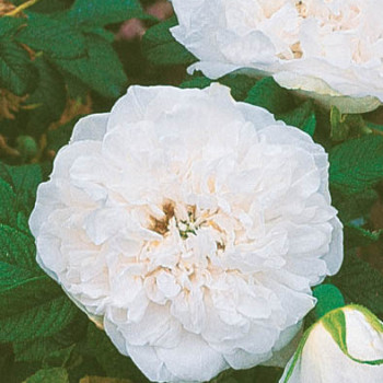 Rosa 'Blanc Double de Coubert'  Cont. 