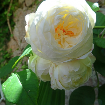 Rosa 'Claire Austin'® (david austin®)  Cont. 