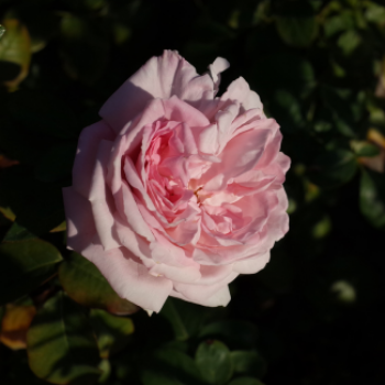 Rosa 'Constanze Mozart'®  Cont. 