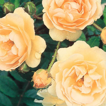 Rosa 'Ghislaine de Féligonde' Grimpante Cont. 