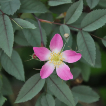 Rosa glauca (= rubrifolia) 0.40 à 0.60 m Racine nue 