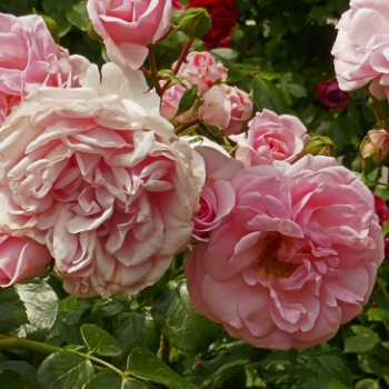 Rosa 'Home & Garden'® (='korgrasotra'®)  Cont. 