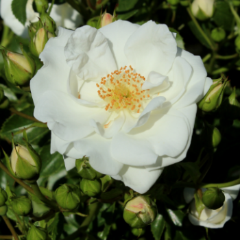 Rosa 'Innocencia'® adr 2003 (='korstarnow'®)  CT 1,3 litres 