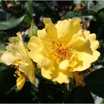 Rosa 'Lemon Fizz'®  Plant O fix 