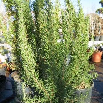 Rosmarinus officinalis  Pot 9 