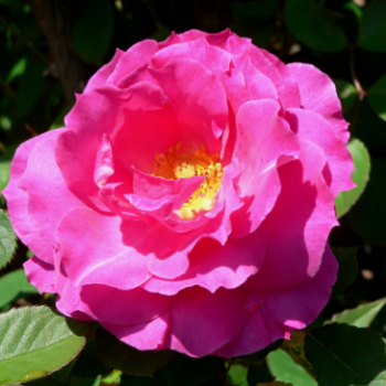 Rosa 'Neon'® adr 1999 (='kordatura'®)  Plant O fix 