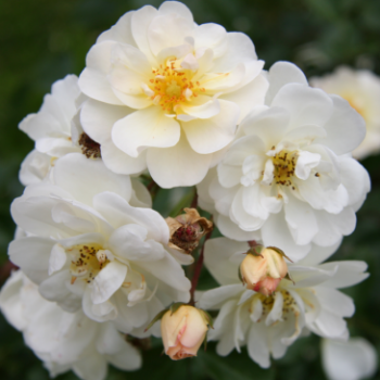 Rosa 'Neige d'ete'®  Cont. 