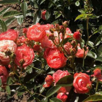 Rosa 'Orange Morsdag' (= 'orange mothersday')  Cont. 