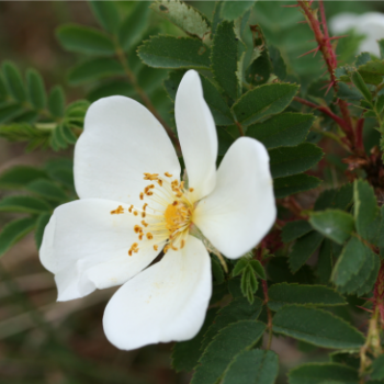 Rosa pimpinellifolia (= spinosissima) 0.40 à 0.60 m Cont. 