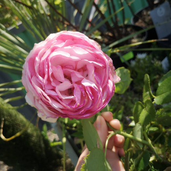 Rosa 'Pierre de Ronsard' (='eden rose/meiviolin®) Grimpante Cont. 