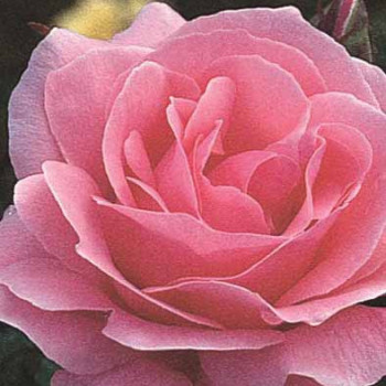 Rosa 'Queen Elisabeth'  Cont. 