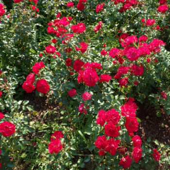 Rosa 'Rotilia'® adr 2002 (='korvillade'®)  CT 1,3 litres 