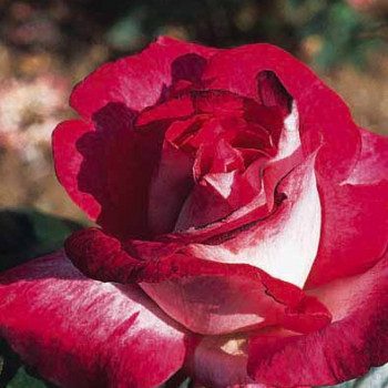 Rosa 'Rose Gaujard' (= 'gaumo')  Cont. 