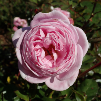 Rosa 'Rosengräfin Marie Henriette'®  Cont. 