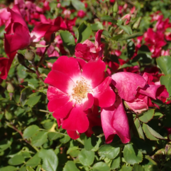 Rosa 'Red Meidiland'® (= 'meineble'®)  CT 1,3 litres 