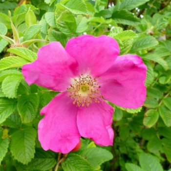 Rosa rugosa 'Rubra' 0.40 à 0.60 m Cont. 