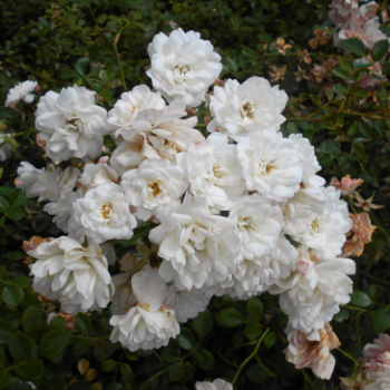 Rosa 'Snow Ballet'® (= 'claysnow')  CT 1,3 litres 