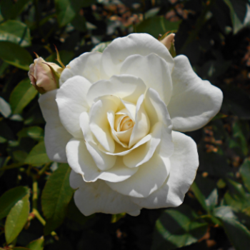 Rosa 'Schneewittchen'® (='iceberg/korbin'®)  Cont. 