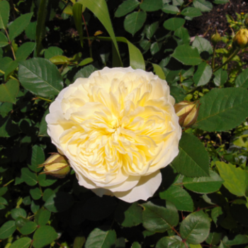 Rosa 'The Pilgrim'® (david austin®)  Cont. 