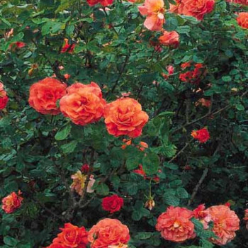 Rosa 'Westerland'® (='korlawe'®) Grimpante Cont. 