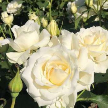 Rosa 'White Symphonie'  Cont. 