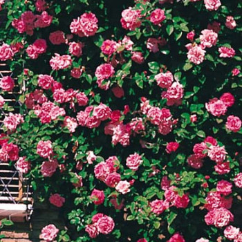 Rosa 'Zéphirine Drouhin' Grimpante Cont. 