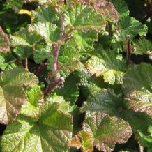Rubus hybr. 'Betty Ashburner'  Pot 9 