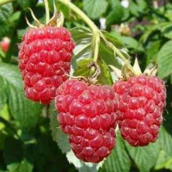 Rubus id. 'Autumn Bliss'  Cont. 