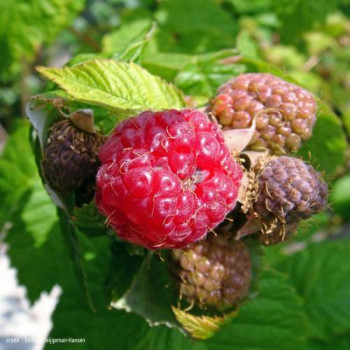 Rubus idaeus rood BUISSON Cont. 