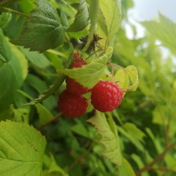 Rubus id. 'Heritage'  Cont. 