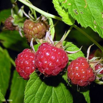 Rubus id. 'Meeker'  Cont. 