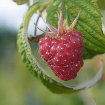 Rubus id. 'Tulameen'  Cont. 