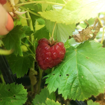 Rubus id. 'Malling Promise'  Cont. 